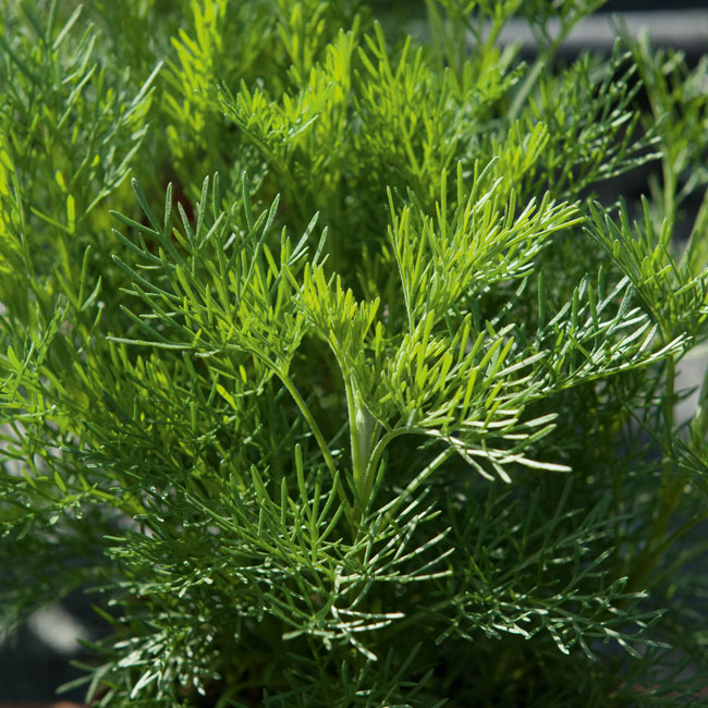 Cola-Kraut - Küchen- und Gartenkräuter Cola-Kraut - Küchen- und Gartenkräuter