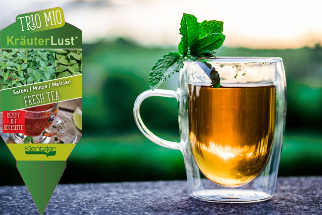 KräuterLust Fresh Tea - Sommer-Tee Rezept TrioMio KräuterLust Fresh Tea - Sommer-Tee Rezept