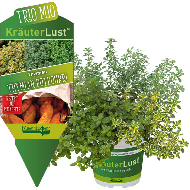 KräuterLust Thymian Potpourii - Rezept TrioMio KräuterLust Thymian Potpourii - Rezept