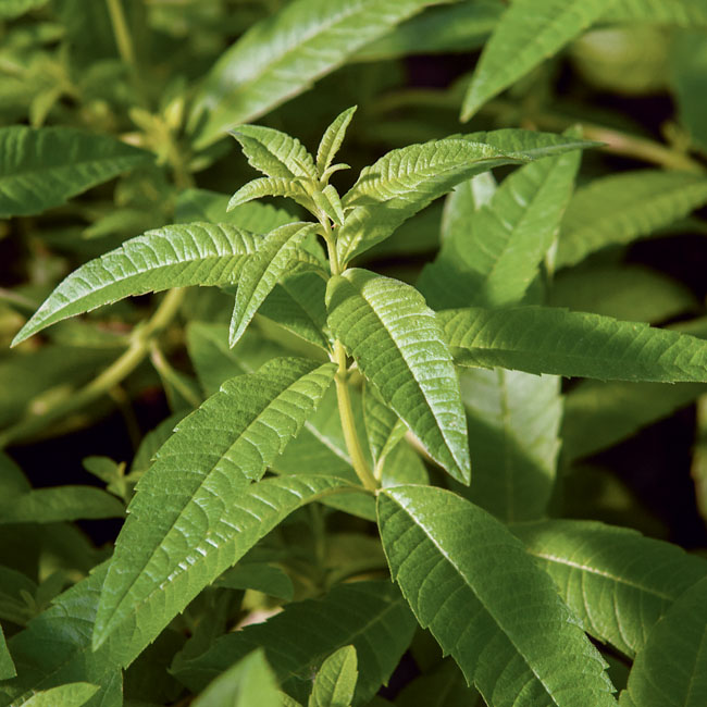 Zitronenverbene (Lippia) - Küchen- und Gartenkräuter Zitronenverbene (Lippia) - Küchen- und Gartenkräuter