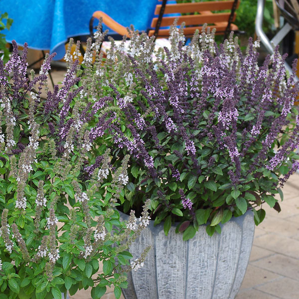 KräuterLust Basilikum (Ocimum) - Küchen- und Gartenkräuter