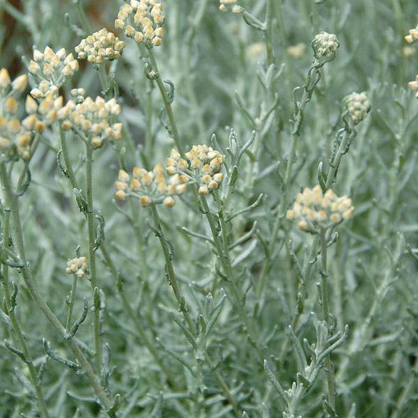 Currykraut (Helichrysum italicum) - Küchen- und Gartenkräuter