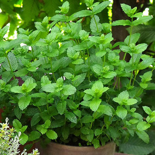 Zitronenmelisse (Melissa officinalis) - Küchen- und Gartenkräuter