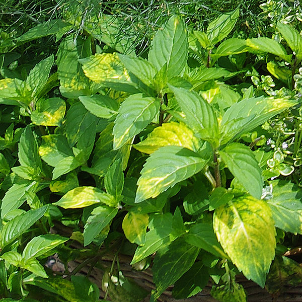 Minze (Mentha) - Küchen- und Gartenkräuter