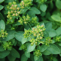 Oregano (Origanum vulgare) - Küchen- und Gartenkräuter