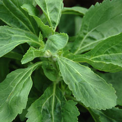 Stevia Süßkraut' - Küchen- und Gartenkräuter Stevia Süßkraut' - Küchen- und Gartenkräuter