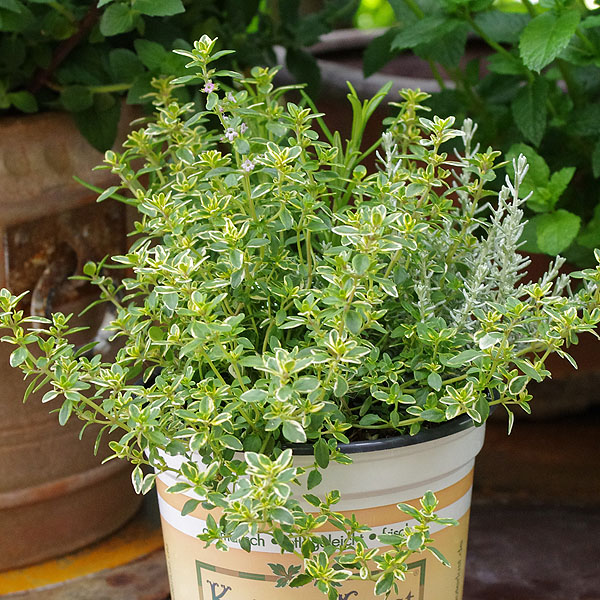 Thymian (Thymus) - Gartenkraut für die Küche und Heilpflanze Thymian (Thymus) - Gartenkraut für die Küche und Heilpflanze