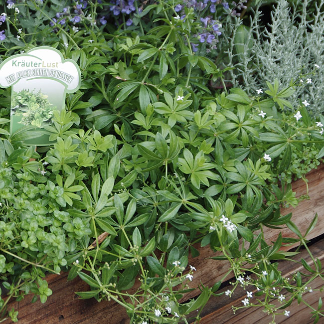 Waldmeister - Küchen- und Gartenkräuter Waldmeister - Küchen- und Gartenkräuter